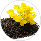 γ－ドコサラクトン