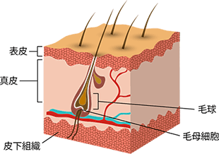ヘアアートメイクは、もっと表面の真皮の層(表皮から0.02~0.03ミリの部分)に色素を注入します